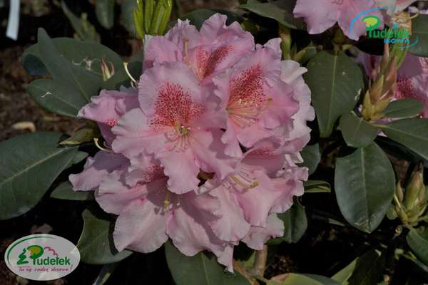 Rhododendron Konsonanz